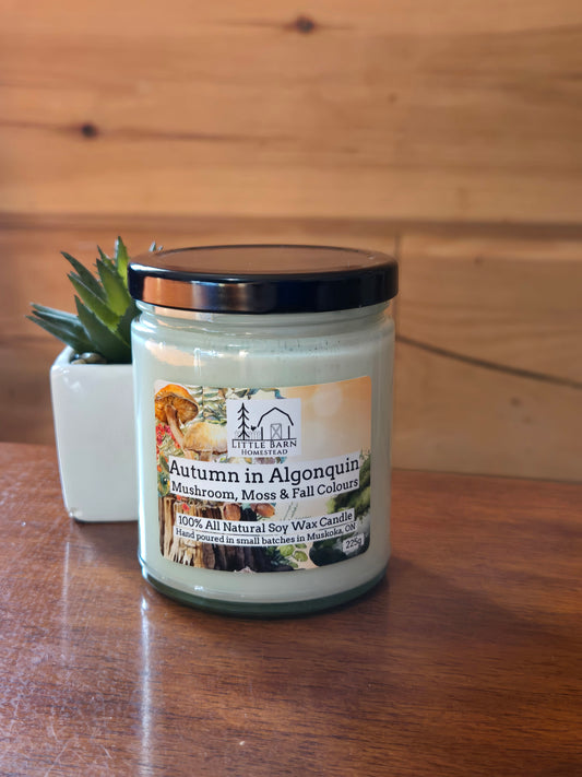 A glass jar candle with a black lid sits on a wooden table next to a small potted succulent. The candle label reads 'Autumn in Algonquin' and shows the brand 'Little Barn homestead